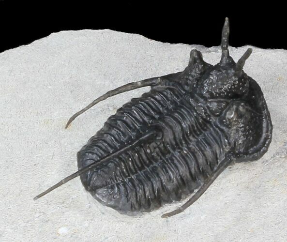 Devil Horned Cyphaspis Walteri Trilobite - #39773